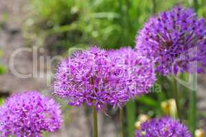 Zierlauch , lila Blumen im Garten - ornamental onion Allium, purple flower balls