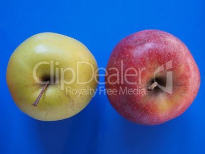 yellow and red apple fruit food over blue