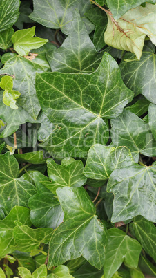 Green ivy background - vertical