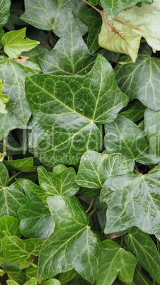 Green ivy background - vertical