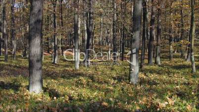 Eichenwald im Herbst mit Wildschweinen