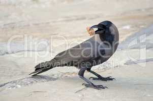 Black Crow laid on stone floor with
