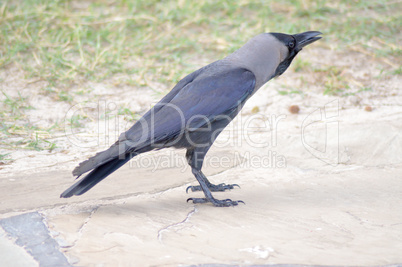 Black Crow on Stone