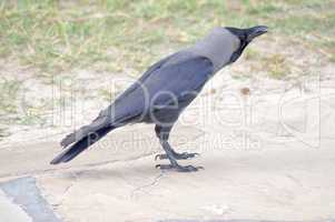 Black Crow on Stone