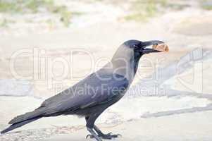 Black Crow laid on stone floor with