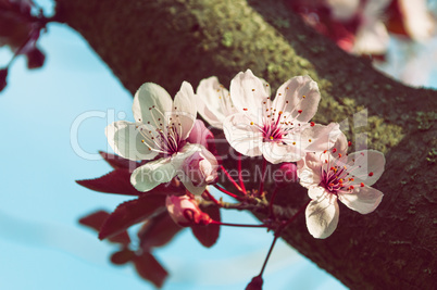 Blooming cherry tree, vintage toning
