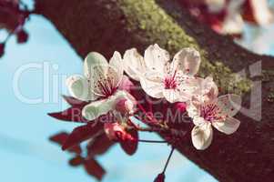 Blooming cherry tree, vintage toning