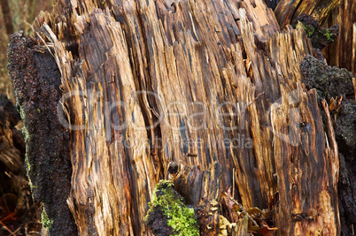 tree in the forest an old broken wet fallen