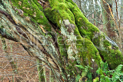 tree old broken wet fallen the moss on the tree