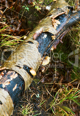 elm, birch bark, curl