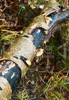 elm, birch bark, curl