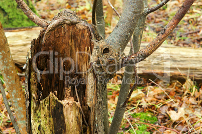 tree in the forest an old broken wet fallen