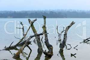 snag old wood dangerously sticking out of the water