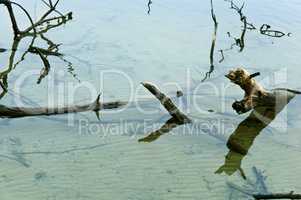 snag old wood dangerously sticking out of the water