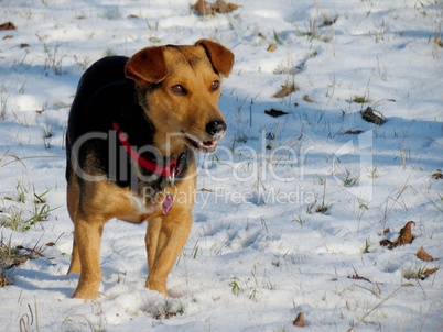 Hund im Schnee