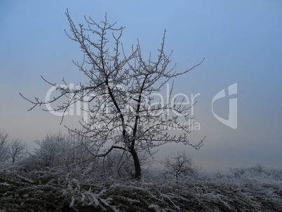 Apfelbaum mit Raureif im Winter