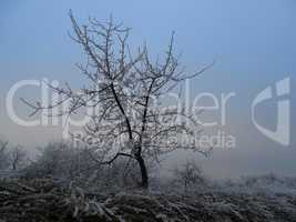 Apfelbaum mit Raureif im Winter