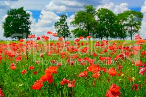red poppies on green field