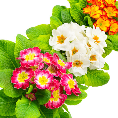 Colorful fresh primula