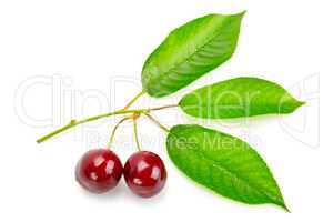 fruits of sweet cherry and fresh leaves