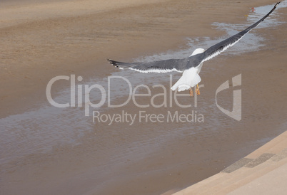 Seagull over Pleasure Beach in Blackpool