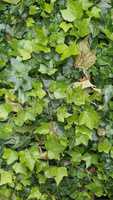 Green ivy background - vertical