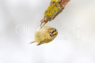 smallest bird in Europe hanging upside down on a branch