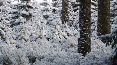 Schneien im Winterwald