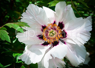 Large white flower peony tree