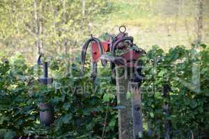 Arbeit in einem Weinberg