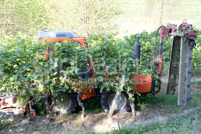 Arbeit in einem Weinberg