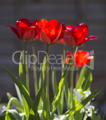 Some fresh tulips