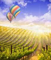 Hot Air Balloons Flying Above Beautiful Green Grape Vineyard