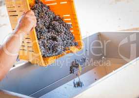 Vintner Dumps Crate of Freshly Picked Grapes Into Processing Mac