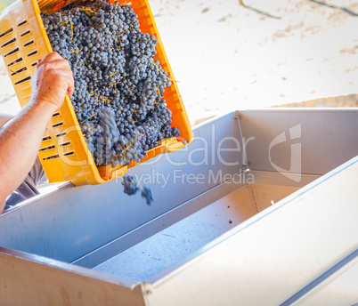 Vintner Dumps Crate of Freshly Picked Grapes Into Processing Mac