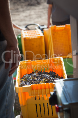 Vintner Standing Next To Crate of Freshly Picked Grapes