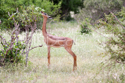 Antelope giraffe isolated