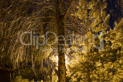 Leafless tree with light spot behind