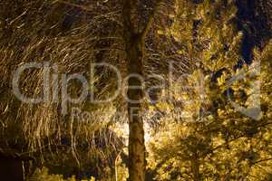 Leafless tree with light spot behind