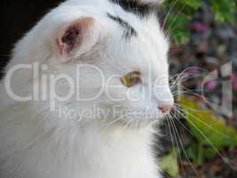 Portrait einer Hauskatze mit langen Schnurrhaaren