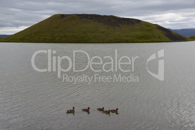 Enten auf dem Myvatn, Island