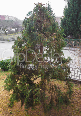 pruned fir tree