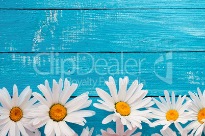 Buds large white daisies on a blue wooden surface