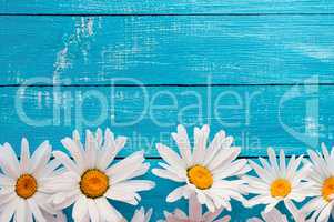 Buds large white daisies on a blue wooden surface