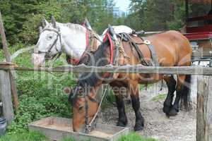 Pferdewagen am Talschluß der Sextener Dolomiten