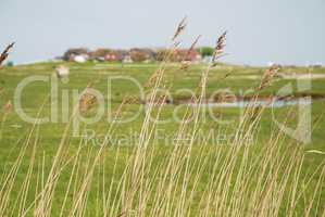 Dwellings on the Warft on the Hallig Hooge in north Friesland