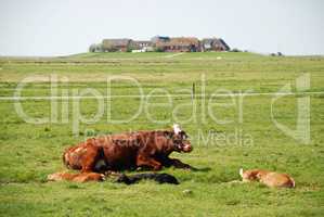 Dwellings on the Warft on the Hallig Hooge in north Friesland