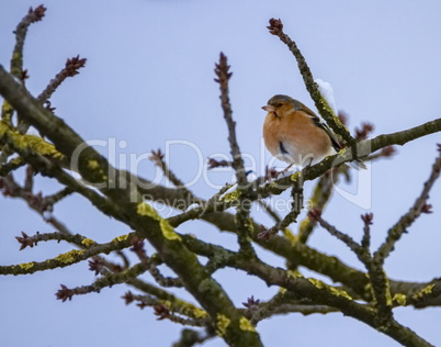 Male common chaffinch bird, fringilla coelebs