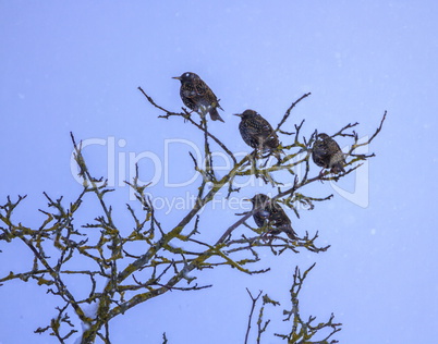 Common or european starling birds, sturnus vulgaris