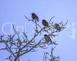 Common or european starling birds, sturnus vulgaris